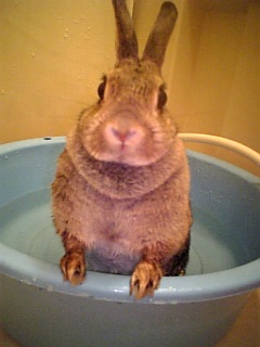 お尻洗ったり。