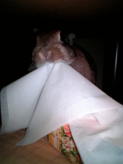 いたずらしたり。