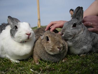 はじめましてぇ★さくら・リーフ・セサミ