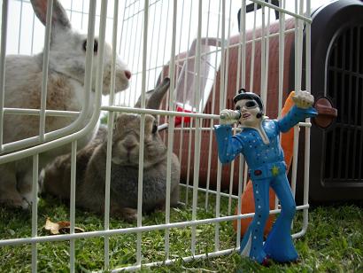 エルブスもよいかしらねぇ★