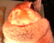 恐ろしいことおっしゃいますわ