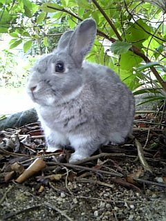 どっしり・ずっしり。