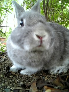 デカデカくまごろー。