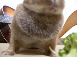 食べるんだな。