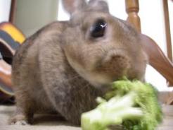 さくさくさくっとね