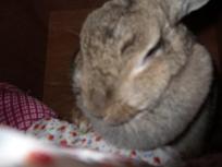 フラッシュの嵐