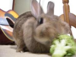 むさぼりつくねぇ。