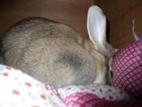 隠れちゃうからぁ