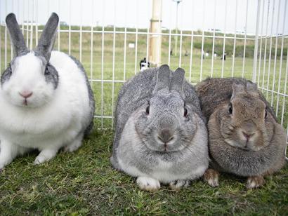 間にキナコちゃんはいるんだわぁぁ