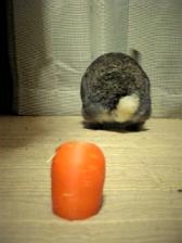 あなたの尻尾はなぜ白い～