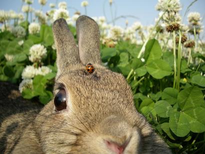 うららか　てんとうむしとリーフ