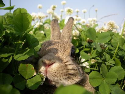 うららか　そんなこんなで三つ葉だらけ
