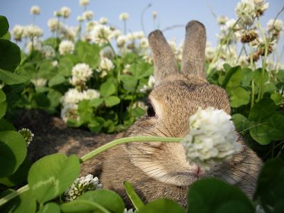 うららか　しろつめ草さん