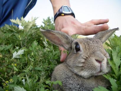 うららか　耳がなんだか