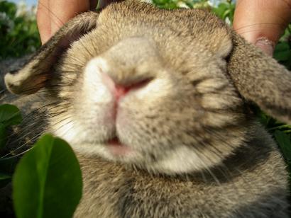 うららか　嗚呼ロップさん