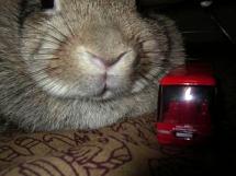 小さい夜行バス