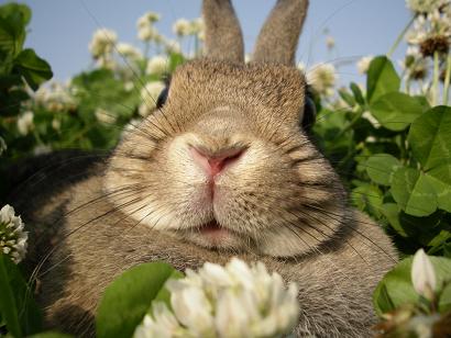 うららか　耳はやっぱり