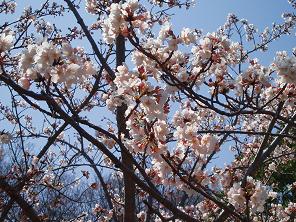 桜１(2006.4.7)