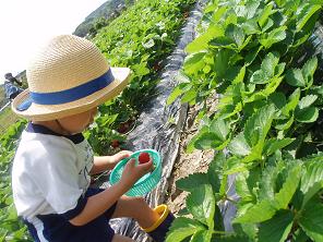 いちご狩り2