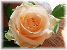 薔薇