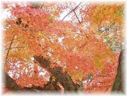 奈良公園