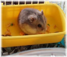 ちゃお*