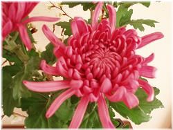 菊