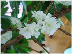 寒桜