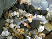 海の中にも貝殻