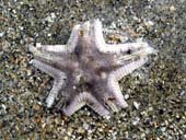 海の星ヒトデ赤