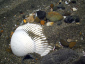 相良の砂浜には大きな貝がいっぱい