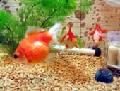 ポヨたんと新入り金魚