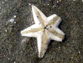 海の星ヒトデ白