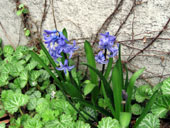 2007春ヒヤシンス