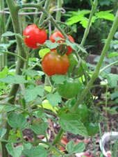 ぷちトマト6月末