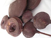 チョコガケ駄菓子の季節ですぅ