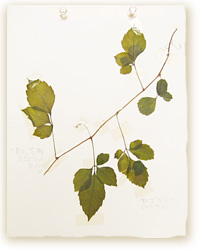 ヤブカラシ画像