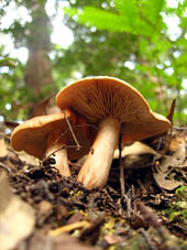 10月最後のキノコ兄貴編