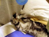 ニャァニャァ。