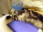 飽きたってばよ。
