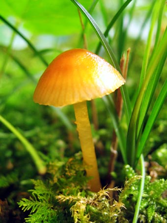 ちびキノコちゃ～ん♪