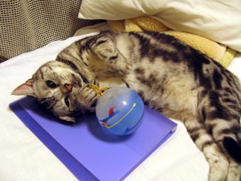 ハイ、かわいいポーズ!
