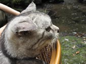 滝にゃぁ。