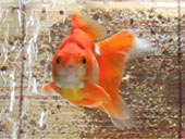 ベニちゃん正面顔