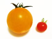 プチトマトとマイクロトマト