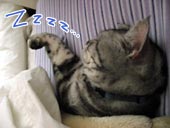 お布団をひとりじめ