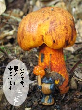 巨大ダイダイイグチ