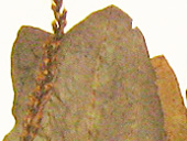 オオバコ葉の画像