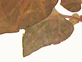 ドクダミ葉の画像