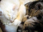 おしくらまんじゅう猫。